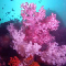 Underwater Photo